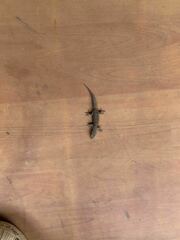 Hemidactylus bowringii