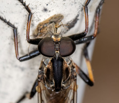 Cerdistus fuscipennis