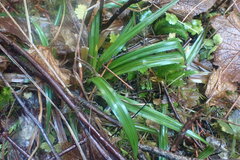 Carex hendersonii