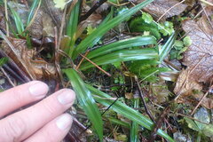 Carex hendersonii