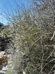 Olearia lineata