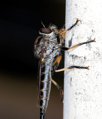 Cerdistus fuscipennis