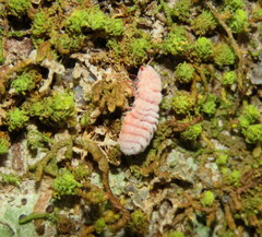 Coelostomidia zealandica