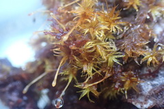 Orthotrichaceae