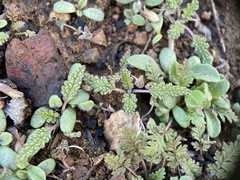 Salvia columbariae
