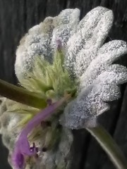 Neoerysiphe galeopsidis