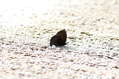 Mahathala ameria