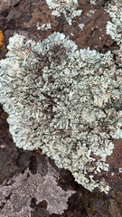 Xanthoparmelia cumberlandia