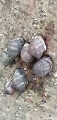 Ellobiidae