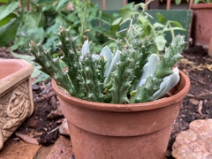 Huernia zebrina