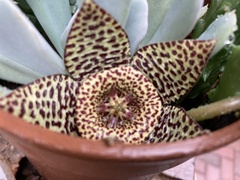Huernia zebrina