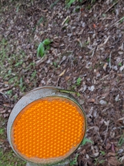 Takydromus smaragdinus