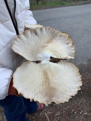 Pleurotus ostreatus