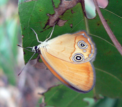 Hypocysta adiante antirius