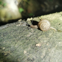 Satsuma uncopila