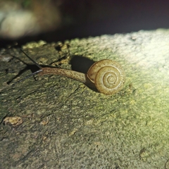 Satsuma uncopila