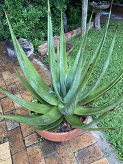 Aloe pretoriensis
