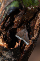 Coremagnatha orionalis