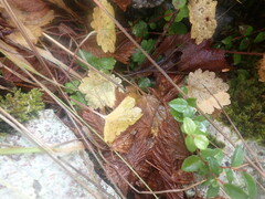 Boykinia occidentalis