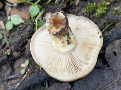 Pholiota velaglutinosa
