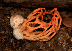 Clathrus camerunensis