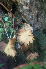 Boykinia occidentalis