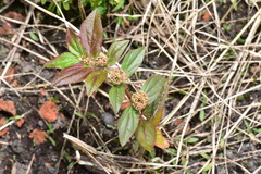 Euphorbia hirta