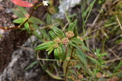 Euphorbia hirta