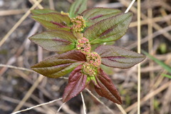 Euphorbia hirta