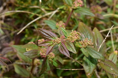 Euphorbia hirta
