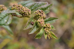 Euphorbia hirta