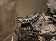 Concinnia tenuis