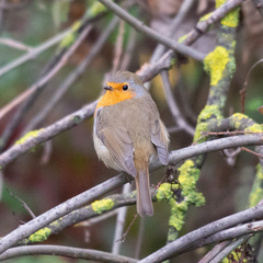 Erithacus rubecula