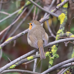 Erithacus rubecula