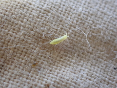Onychiurinae