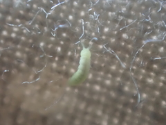 Onychiurinae