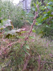 Parietaria debilis