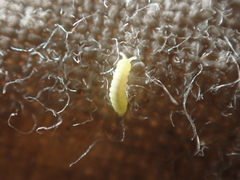 Onychiurinae