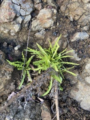 Malacothrix saxatilis