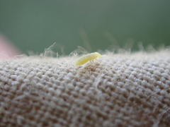 Onychiurinae