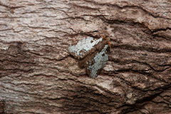 Euglyphis obliterata