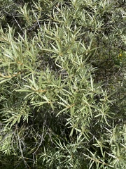 Hippophae