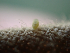 Onychiurinae