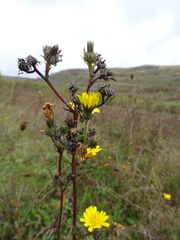 Picris hieracioides
