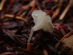 Marasmiineae