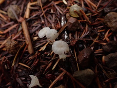 Marasmiineae