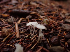 Marasmiineae
