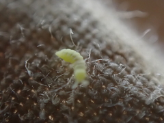 Onychiurinae