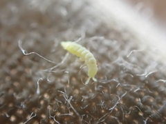 Onychiurinae
