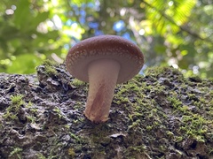 Lentinula lateritia